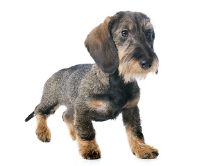 Image showing puppy Wire haired dachshund