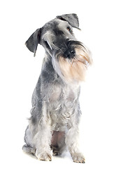 Image showing standard schnauzer