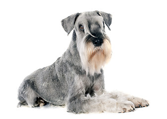 Image showing standard schnauzer