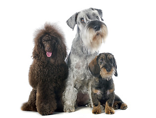 Image showing three dogs