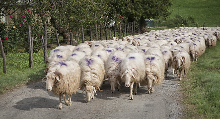 Image showing A flock of sheep