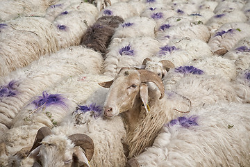 Image showing Sheep all over