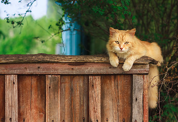 Image showing Red Cat Sitting On The Fence