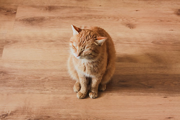 Image showing Red Cat