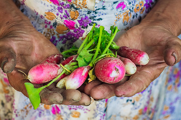 Image showing Radish Harvest