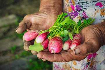 Image showing Radish Harvest