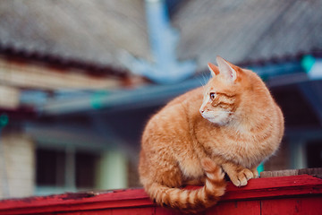 Image showing Red Cat Sitting On The Fence