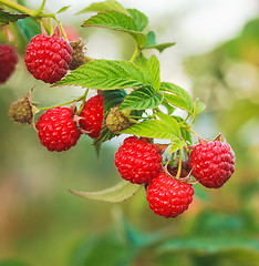 Image showing Raspberry. Raspberries. Growing Organic Berries closeup 