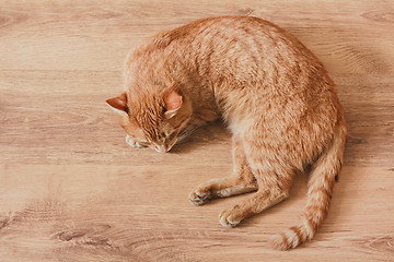 Image showing Red Cat