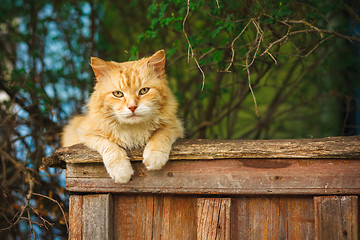 Image showing Red Cat Sitting On The Fence