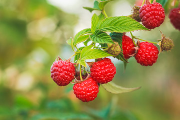 Image showing Raspberry. Raspberries. Growing Organic Berries closeup 
