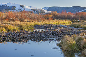 Image showing beaver dam on North Platte River