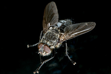 Image showing Fly