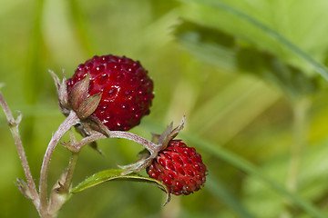 Image showing wild strawberries