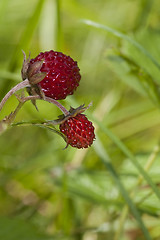 Image showing wild strawberries