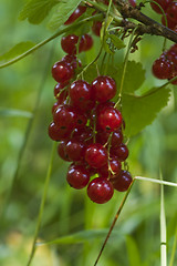 Image showing red currants