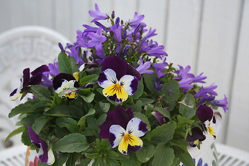 Image showing Pansies and Bluebell