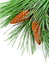 Image showing fir tree branch with pinecones 