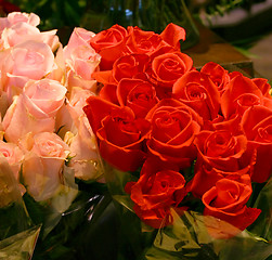 Image showing Amazing Roses