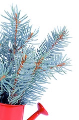 Image showing Bunch of Blue Spruce Branch