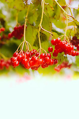 Image showing Red Viburnum berries in the tree