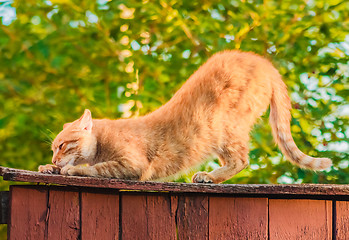 Image showing Red Cat Sitting On The Fence