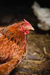 Image showing Red chicken looking out of the barn