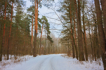 Image showing Road In Forest