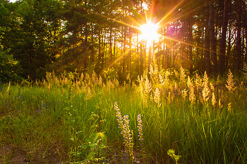 Image showing Sunset In Autumn Forest 