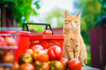 Image showing Red fluffy cat with fresh tomatos