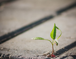 Image showing Tree Growing Through Crack In Pavement