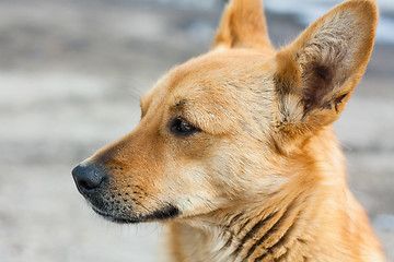 Image showing Red Dog