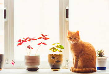 Image showing Red cat sitting on the window