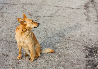 Image showing Red Dog Sitting On The Road