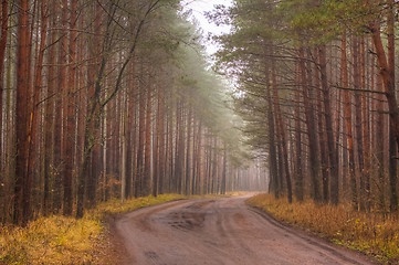 Image showing Road Fog In Forest