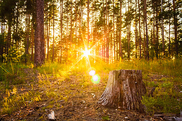 Image showing Sunset In Autumn Forest 