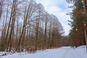 Image showing Road In Forest