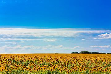 Image showing Sun flowers Field Against A Blue Sky