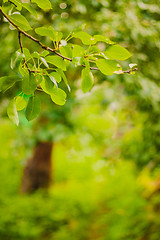 Image showing Spring forest background