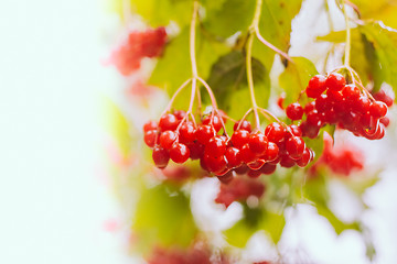 Image showing Red Viburnum berries in the tree