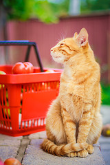 Image showing Red fluffy cat with fresh tomatos