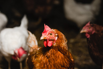 Image showing Red chicken looking out of the barn