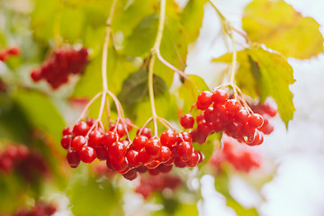 Image showing Red Viburnum berries in the tree