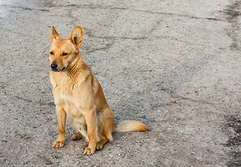 Image showing Red Dog Sitting On The Road