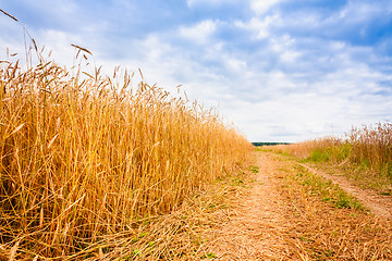 Image showing Rural Countryside Road Through Fields With Wheat