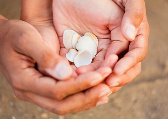 Image showing Scallop in hands