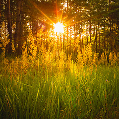 Image showing Sunset In Autumn Forest 