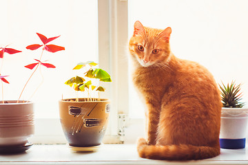 Image showing Red Cat Sitting On The Window