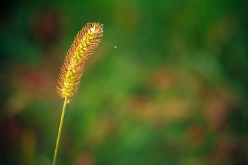 Image showing Summer Grass.