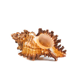 Image showing Seashell. Sea Cockleshell
